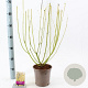 Cornus sericea 'Flaviramea' 40-60 cm 2,0L
