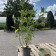 Cornus sericea 'Flaviramea' 60-80 cm 2,0L