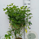 Cornus sericea 'Flaviramea' 80-100 cm 10L