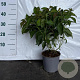 Cornus sericea 'Kelseyi' 30-50 cm 2,0L