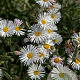 Erigeron 'Sommerneuschnee' GM P9