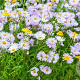 Erigeron speciosus GM P9