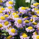 Erigeron speciosus GM P9