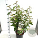 Elaeagnus ebbingei 50-60 cm 7,5L