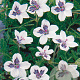 Erodium guttatum GM P9