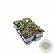 Erodium reichardii 'Album' GM P9