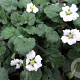 Erodium reichardii 'Album' GM P9