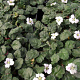 Erodium reichardii 'Album' GM P9