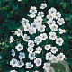 Erodium reichardii 'Album' GM P9