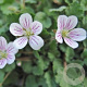Erodium reichardii 'Album' GM P9