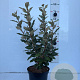 Elaeagnus ebb. 'Compacta' 60-80 cm 5,0L