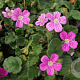 Erodium variabile 'Bishop's Form' GM P9