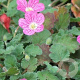 Erodium variabile 'Bishop's Form' GM P9