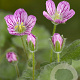 Erodium variabile 'Bishop's Form' GM P9