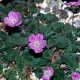 Erodium variabile 'Roseum' GM P9