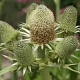 Eryngium agavifolium GM P9