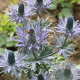 Eryngium alpinum 'Blue Star' GM P9