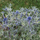 Eryngium amethystinum GM P9
