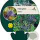 Eryngium planum GM P9