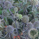 Eryngium planum GM P9