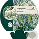 Eryngium yuccifolium GM P9