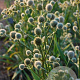 Eryngium yuccifolium GM P9