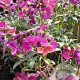 Erysimum 'Constant Cheer' GM P9