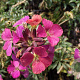 Erysimum 'Constant Cheer' GM P9