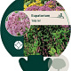 Eupatorium 'Baby Joe' GM P9