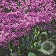 Eupatorium 'Baby Joe' GM P9