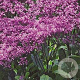 Eupatorium 'Baby Joe' GM P9