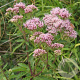 Eupatorium cannabinum GM P9