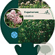 Eupatorium cannabinum GM P9