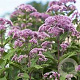 Eupatorium dubium 'Little Joe' GM P9