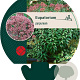 Eupatorium purpureum GM P9