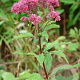Eupatorium purpureum GM P9