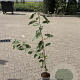 Prunus avium 100-125 cm 2,0L