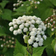 Eupatorium rugosum 'Braunlaub' GM P9