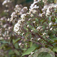 Eupatorium rugosum 'Chocolate' GM P9