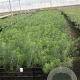Euphorbia cyparissias GM P9