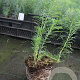 Euphorbia cyparissias GM P9
