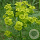 Euphorbia cyparissias GM P9