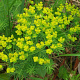 Euphorbia cyparissias GM P9