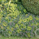 Euphorbia cyparissias GM P9