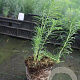 Euphorbia cyparissias GM P9