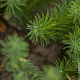 Euphorbia cyparissias GM P9