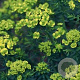 Euphorbia cyparissias GM P9
