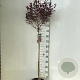 Prunus cistena 90 cm stam 7,5L