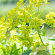 Euphorbia polychroma GM P9