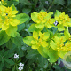 Euphorbia polychroma GM P9